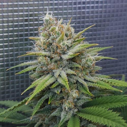 Romdog/Garlic Fever LSO + Organics !. Week 15 - Romdog (Day 98)