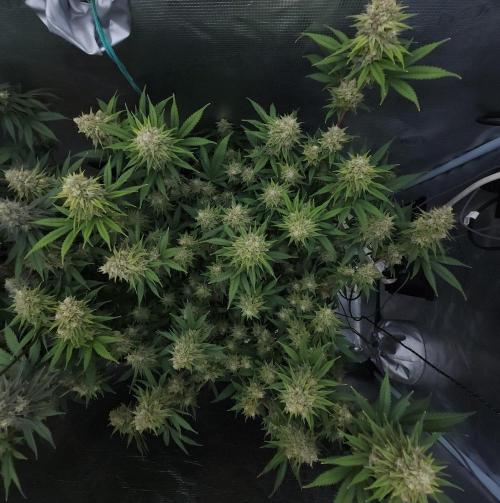 Romdog/Garlic Fever LSO + Organics !. Week 15 - Romdog (Day 98)