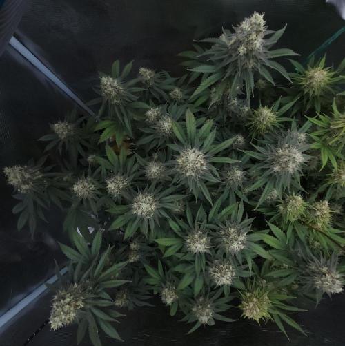 Romdog/Garlic Fever LSO + Organics !. Week 15 - Garlic Fever (Day 98)