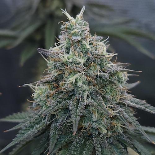 Romdog/Garlic Fever LSO + Organics !. Week 15 - Garlic Fever (Day 98)