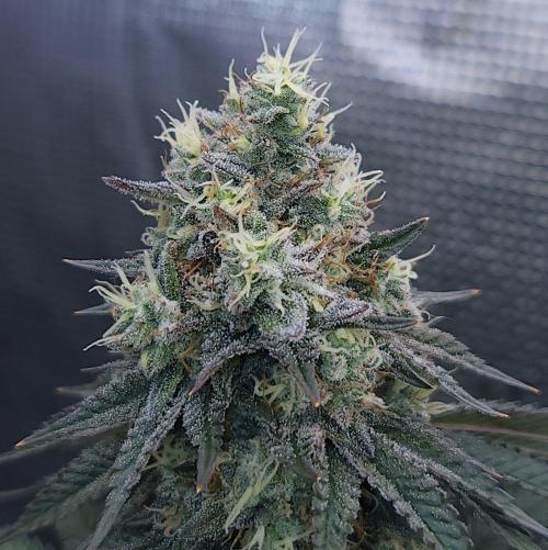 Romdog/Garlic Fever LSO + Organics !. Week 15 - Garlic Fever (Day 98)