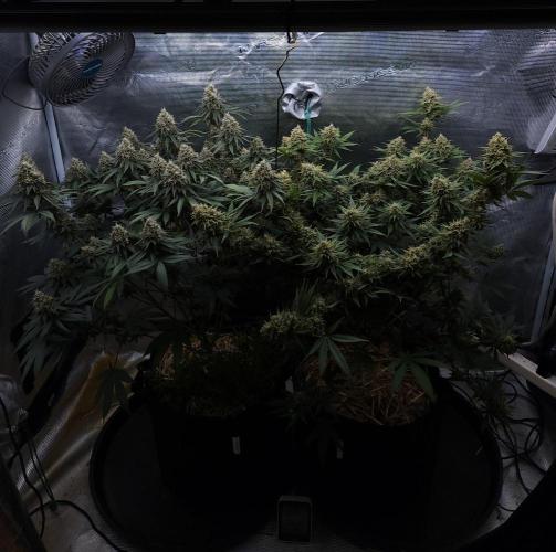 Romdog/Garlic Fever LSO + Organics !. Week 15 - 09/25/26