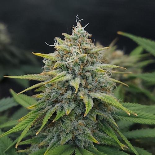 Romdog/Garlic Fever LSO + Organics !. Week 15 - Romdog (Day 99)