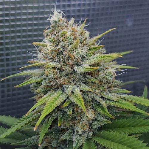 Romdog/Garlic Fever LSO + Organics !. Week 15 - Romdog (Day 99)
