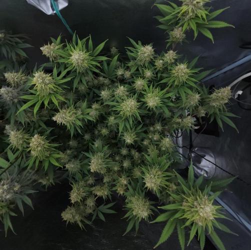 Romdog/Garlic Fever LSO + Organics !. Week 15 - Romdog (Day 99)