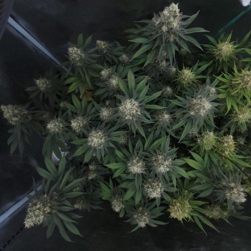 Romdog/Garlic Fever LSO + Organics !. Week 15 - Garlic Fever (Day 99)