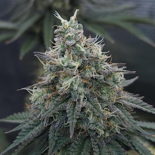 Romdog/Garlic Fever LSO + Organics !. Week 15 - Garlic Fever (Day 99)