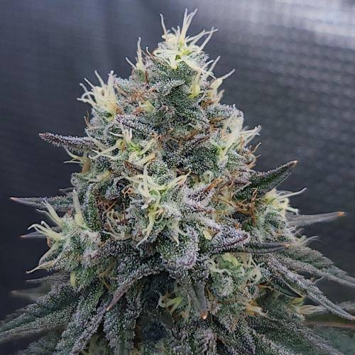 Romdog/Garlic Fever LSO + Organics !. Week 15 - Garlic Fever (Day 99)