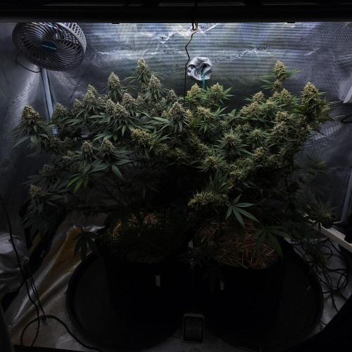 Romdog/Garlic Fever LSO + Organics !. Week 15 - 09/26/26