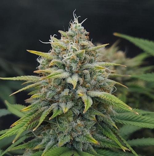 Romdog/Garlic Fever LSO + Organics !. Week 15 - Romdog (Day 100)