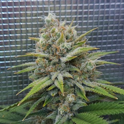 Romdog/Garlic Fever LSO + Organics !. Week 15 - Romdog (Day 100)