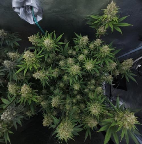Romdog/Garlic Fever LSO + Organics !. Week 15 - Romdog (Day 99)
