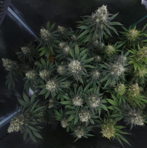Romdog/Garlic Fever LSO + Organics !. Week 15 - Garlic Fever (Day 100)