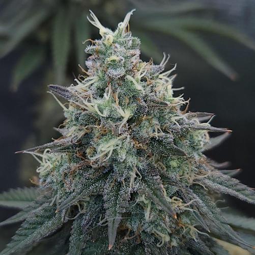 Romdog/Garlic Fever LSO + Organics !. Week 15 - Garlic Fever (Day 100)
