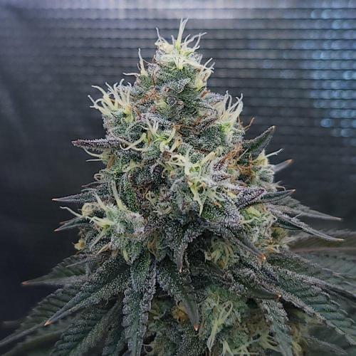 Romdog/Garlic Fever LSO + Organics !. Week 15 - Garlic Fever (Day 100)