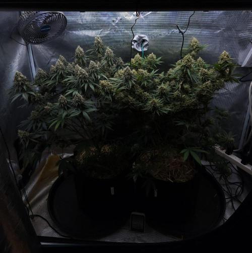 Romdog/Garlic Fever LSO + Organics !. Week 15 - 09/27/26