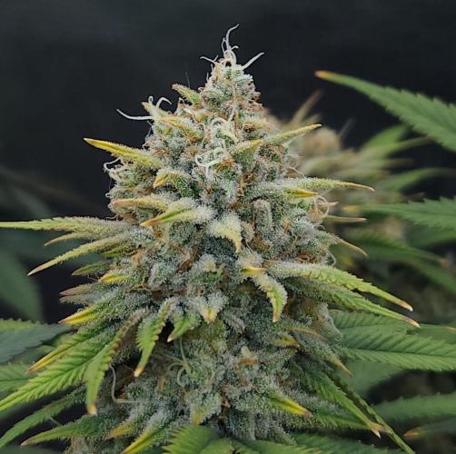 Romdog/Garlic Fever LSO + Organics !. Week 15 - Romdog (Day 101)