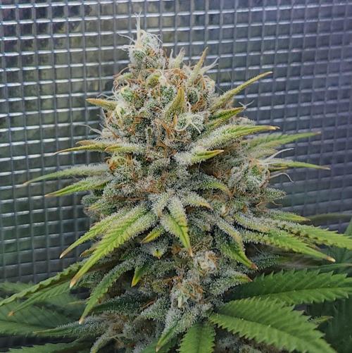 Romdog/Garlic Fever LSO + Organics !. Week 15 - Romdog (Day 101)