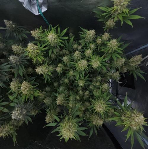 Romdog/Garlic Fever LSO + Organics !. Week 15 - Romdog (Day 101)