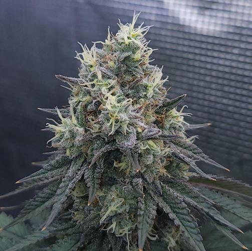 Romdog/Garlic Fever LSO + Organics !. Week 15 - Garlic Fever (Day 101)