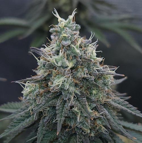 Romdog/Garlic Fever LSO + Organics !. Week 15 - Garlic Fever (Day 101)