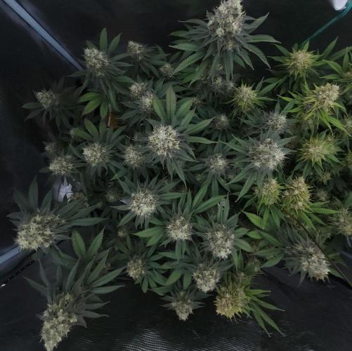 Romdog/Garlic Fever LSO + Organics !. Week 15 - Garlic Fever (Day 101)