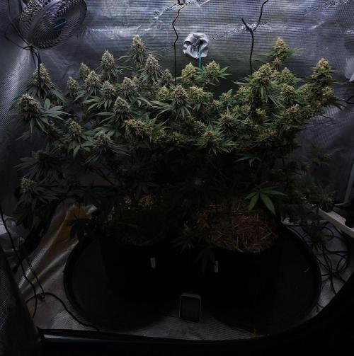 Romdog/Garlic Fever LSO + Organics !. Week 15 - 09/28/26