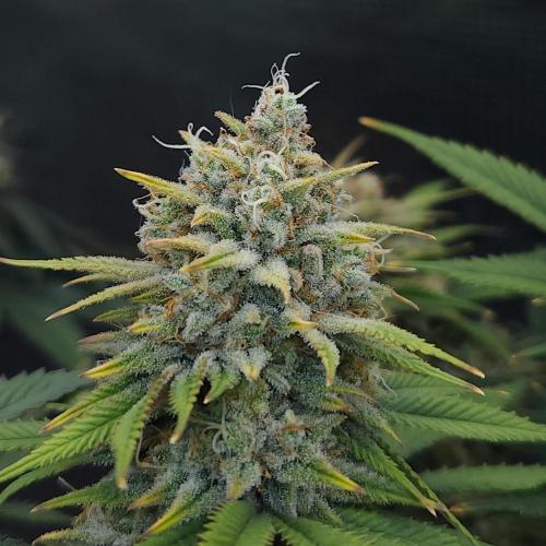 Romdog/Garlic Fever LSO + Organics !. Week 15 - Romdog (Day 102)