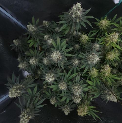 Romdog/Garlic Fever LSO + Organics !. Week 15 - Garlic Fever (Day 102)