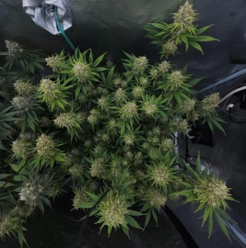 Romdog/Garlic Fever LSO + Organics !. Week 15 - Romdog (Day 102)