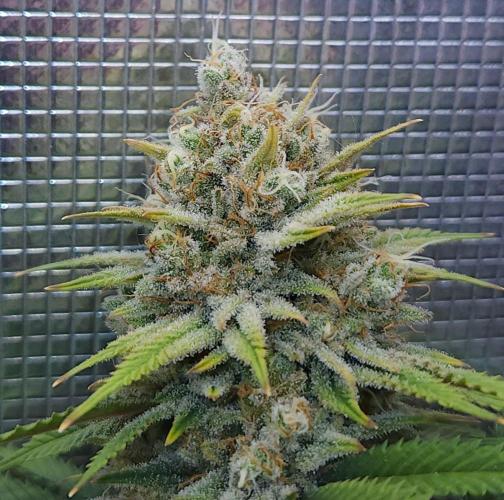 Romdog/Garlic Fever LSO + Organics !. Week 15 - Romdog (Day 102)