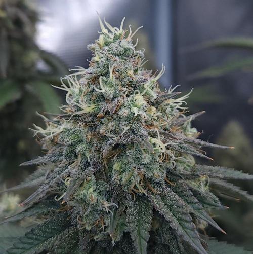Romdog/Garlic Fever LSO + Organics !. Week 15 - Garlic Fever (Day 102)