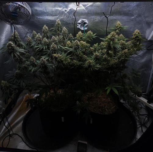 Romdog/Garlic Fever LSO + Organics !. Week 15 - 09/29/26