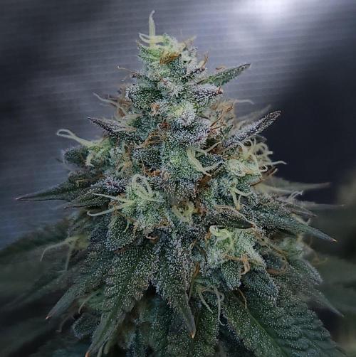 Romdog/Garlic Fever LSO + Organics !. Week 15 - Garlic Fever (Day 102)