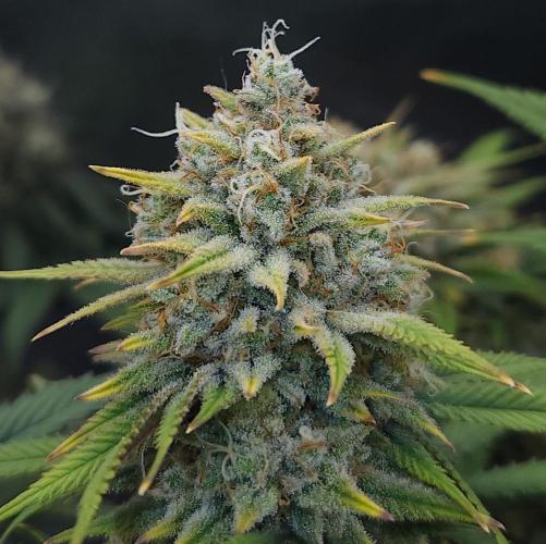 Romdog/Garlic Fever LSO + Organics !. Week 15 - Romdog (Day 103)