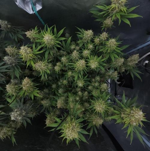Romdog/Garlic Fever LSO + Organics !. Week 15 - Romdog (Day 103)
