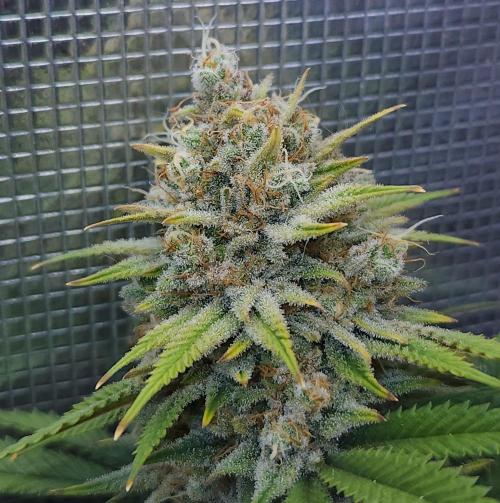Romdog/Garlic Fever LSO + Organics !. Week 15 - Romdog (Day 103)