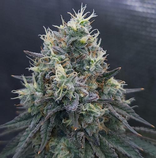 Romdog/Garlic Fever LSO + Organics !. Week 15 - Garlic Fever (Day 103)