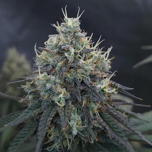 Romdog/Garlic Fever LSO + Organics !. Week 15 - Garlic Fever (Day 103)