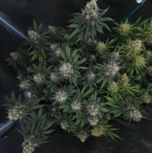 Romdog/Garlic Fever LSO + Organics !. Week 15 - Garlic Fever (Day 103)