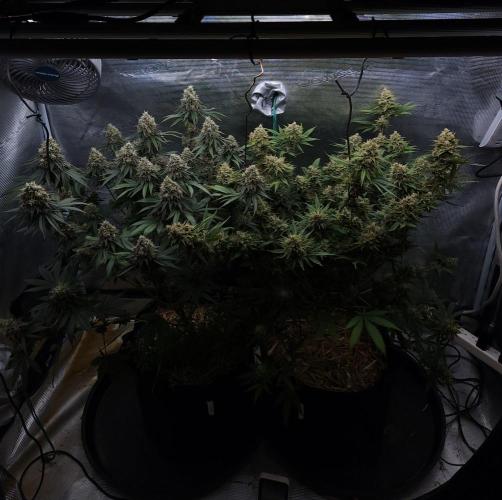 Romdog/Garlic Fever LSO + Organics !. Week 15 - 09/30/26