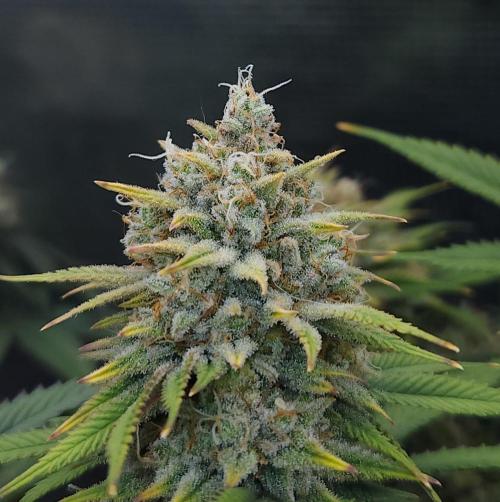 Romdog/Garlic Fever LSO + Organics !. Week 16 - Romdog (Day 104)