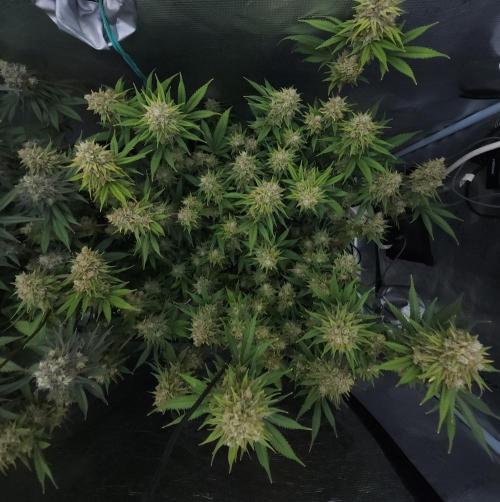 Romdog/Garlic Fever LSO + Organics !. Week 16 - Romdog (Day 104)