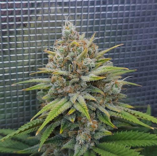 Romdog/Garlic Fever LSO + Organics !. Week 16 - Romdog (Day 104)