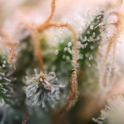Romdog/Garlic Fever LSO + Organics !. Week 16 - Romdog (Day 104)