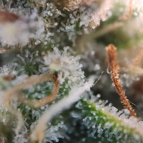 Romdog/Garlic Fever LSO + Organics !. Week 16 - Romdog (Day 104)