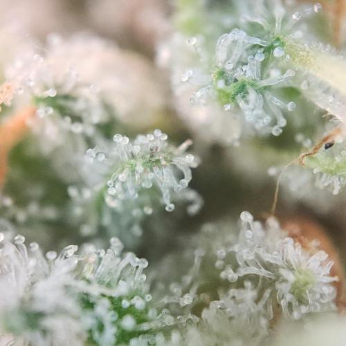 Romdog/Garlic Fever LSO + Organics !. Week 16 - Romdog (Day 104)