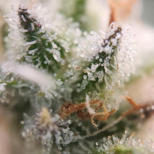 Romdog/Garlic Fever LSO + Organics !. Week 16 - Romdog (Day 104)