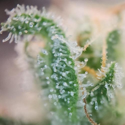 Romdog/Garlic Fever LSO + Organics !. Week 16 - Romdog (Day 104)