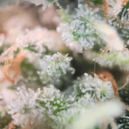 Romdog/Garlic Fever LSO + Organics !. Week 16 - Romdog (Day 104)